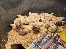 Turkey poults,bym chicks & muscovy chicks - Photo 2