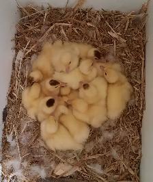 Turkey poults,bym chicks & muscovy chicks - Photo 3