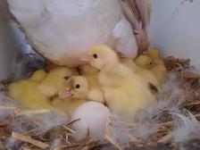 Turkey poults,bym chicks & muscovy chicks - Photo 4