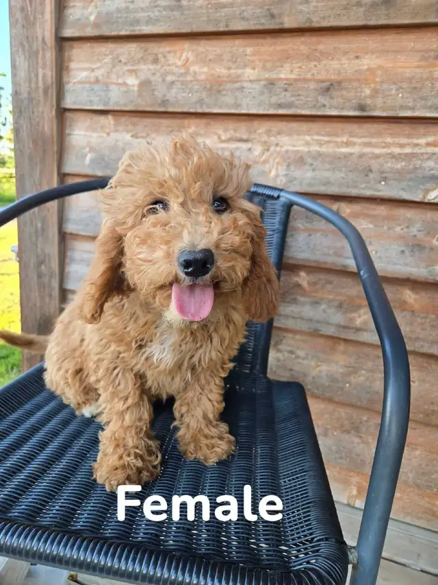 F1B Mini Golden Doodles