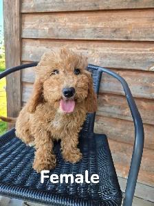 F1B Mini Golden Doodles