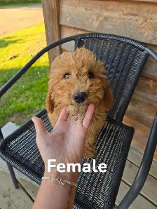 F1B Mini Golden Doodles - Photo 2