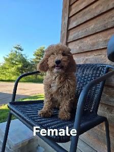 F1B Mini Golden Doodles - Photo 3