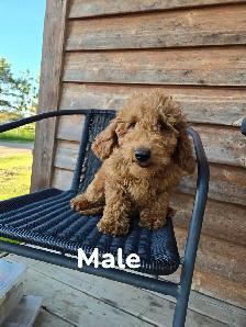 F1B Mini Golden Doodles - Photo 4
