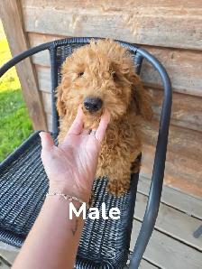 F1B Mini Golden Doodles - Photo 5