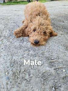 F1B Mini Golden Doodles - Photo 6