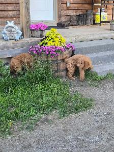 F1B Mini Golden Doodles - Photo 7