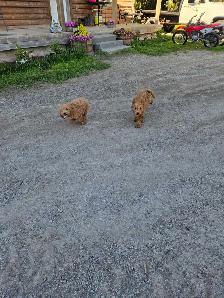 F1B Mini Golden Doodles - Photo 8