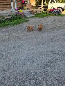 F1B Mini Golden Doodles - Photo 9