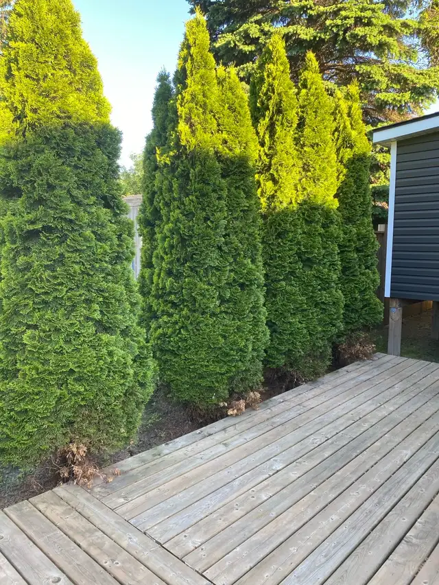 Cedar Bushes