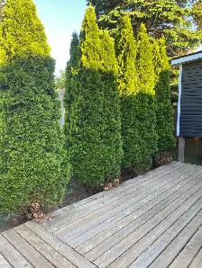 Cedar Bushes
