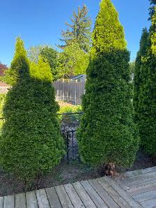 Cedar Bushes - Photo 2