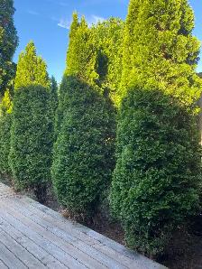Cedar Bushes - Photo 3