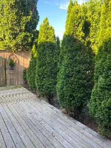 Cedar Bushes - Photo 4
