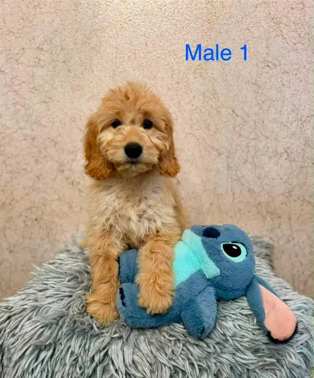 Goldendoodle Puppies Ready Now! (Microchipped)