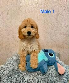 Goldendoodle Puppies Ready Now! (Microchipped)