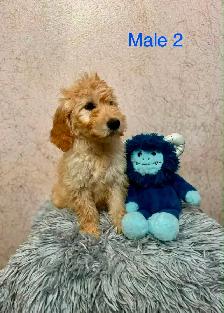 Goldendoodle Puppies Ready Now! (Microchipped) - Photo 2