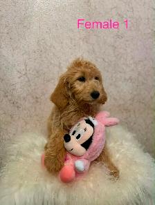 Goldendoodle Puppies Ready Now! (Microchipped) - Photo 3