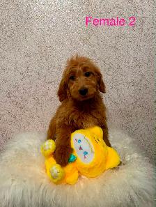 Goldendoodle Puppies Ready Now! (Microchipped) - Photo 4