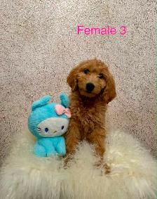Goldendoodle Puppies Ready Now! (Microchipped) - Photo 5