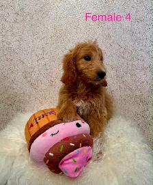 Goldendoodle Puppies Ready Now! (Microchipped) - Photo 6
