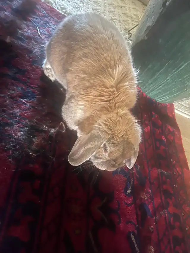 Giving away my bunny for free