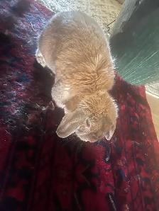 Giving away my bunny for free