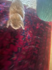 Giving away my bunny for free - Photo 2