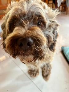 Caring Dog Walking, Pet Sitting & Special Care in Guelph - Photo 2