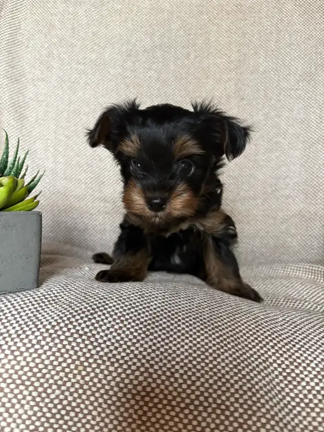 Yorkie Puppy