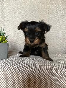 Yorkie Puppy