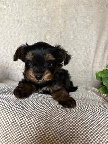 Yorkie Puppy - Photo 2