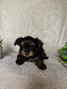 Yorkie Puppy - Photo 3