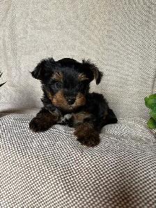 Yorkie Puppy - Photo 4