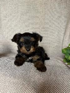 Yorkie Puppy - Photo 5