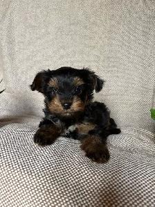 Yorkie Puppy - Photo 6