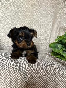 Yorkie Puppy - Photo 7