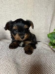 Yorkie Puppy - Photo 8