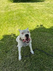 Rehoming 1 year old Dogo Argentino