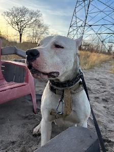Rehoming 1 year old Dogo Argentino - Photo 2
