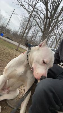 Rehoming 1 year old Dogo Argentino - Photo 3