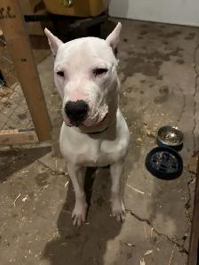 Rehoming 1 year old Dogo Argentino - Photo 4