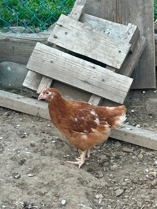 Laying Hen Pullets