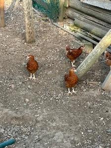 Laying Hen Pullets - Photo 2