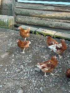 Laying Hen Pullets - Photo 3