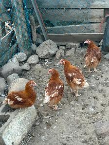 Laying Hen Pullets - Photo 4