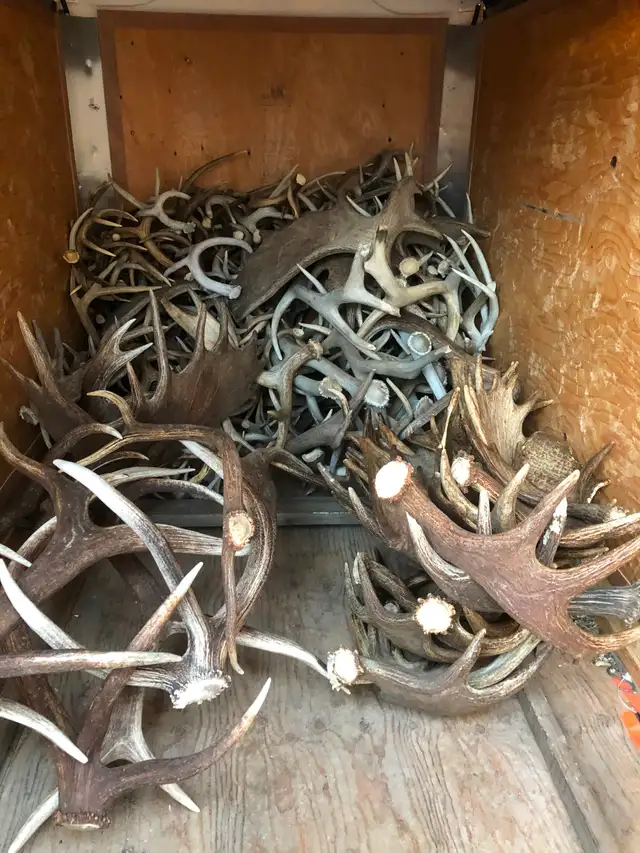Paying Cash for Naturally Shed Antlers