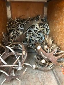Paying Cash for Naturally Shed Antlers