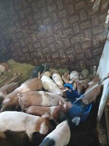 Big piglets ready to go
