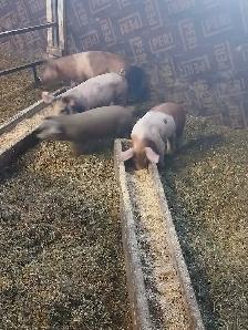 Big piglets ready to go - Photo 2